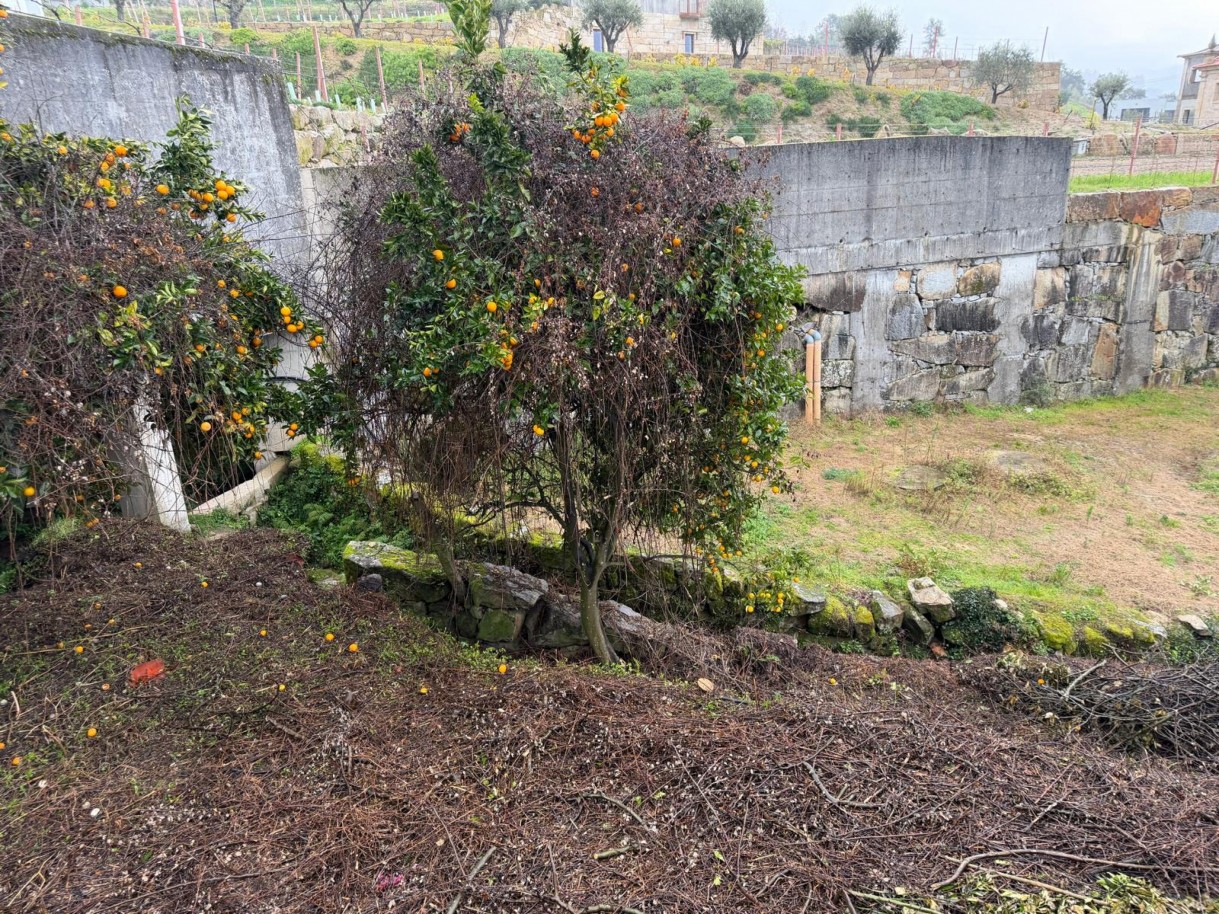 whatsapp-image-2026-01-20-at-1639011jpeg