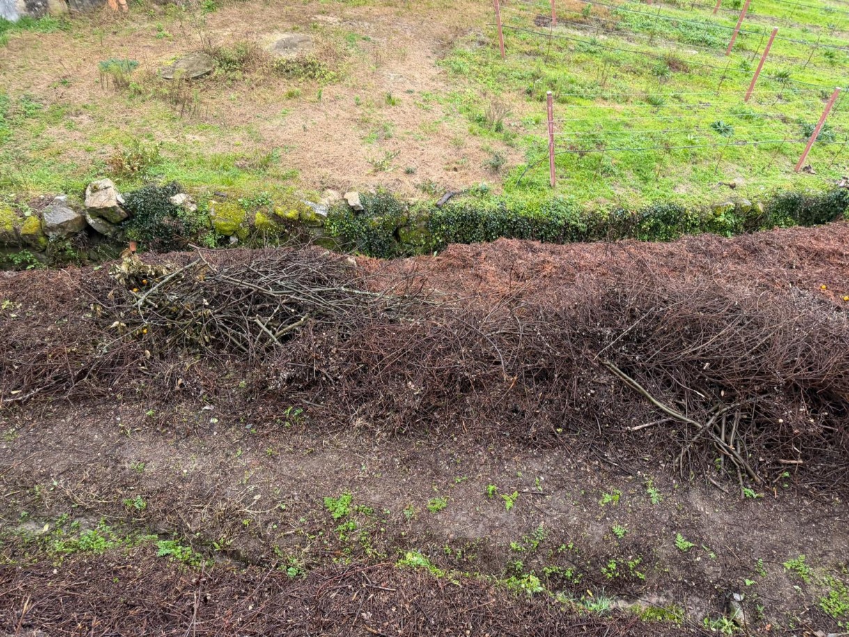 whatsapp-image-2026-01-20-at-1639022jpeg