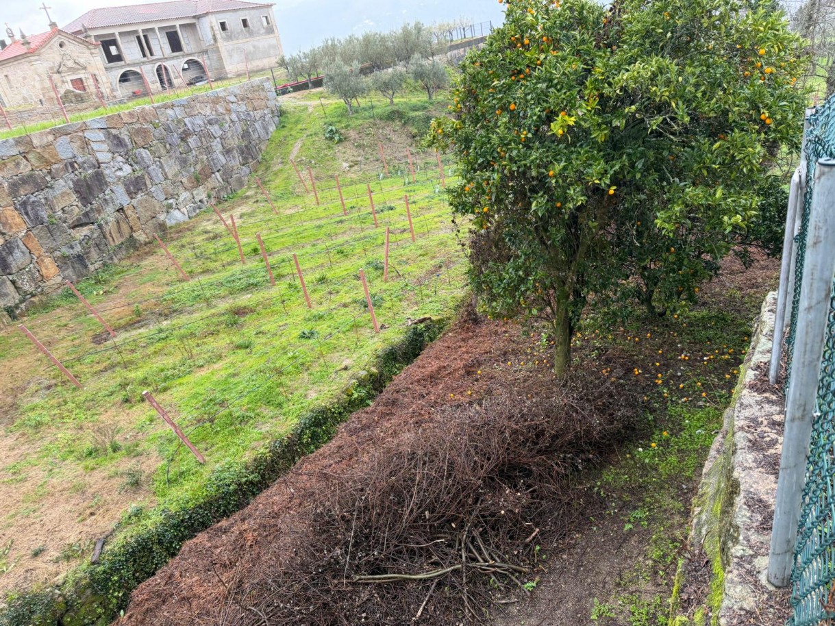 whatsapp-image-2026-01-20-at-163902jpeg