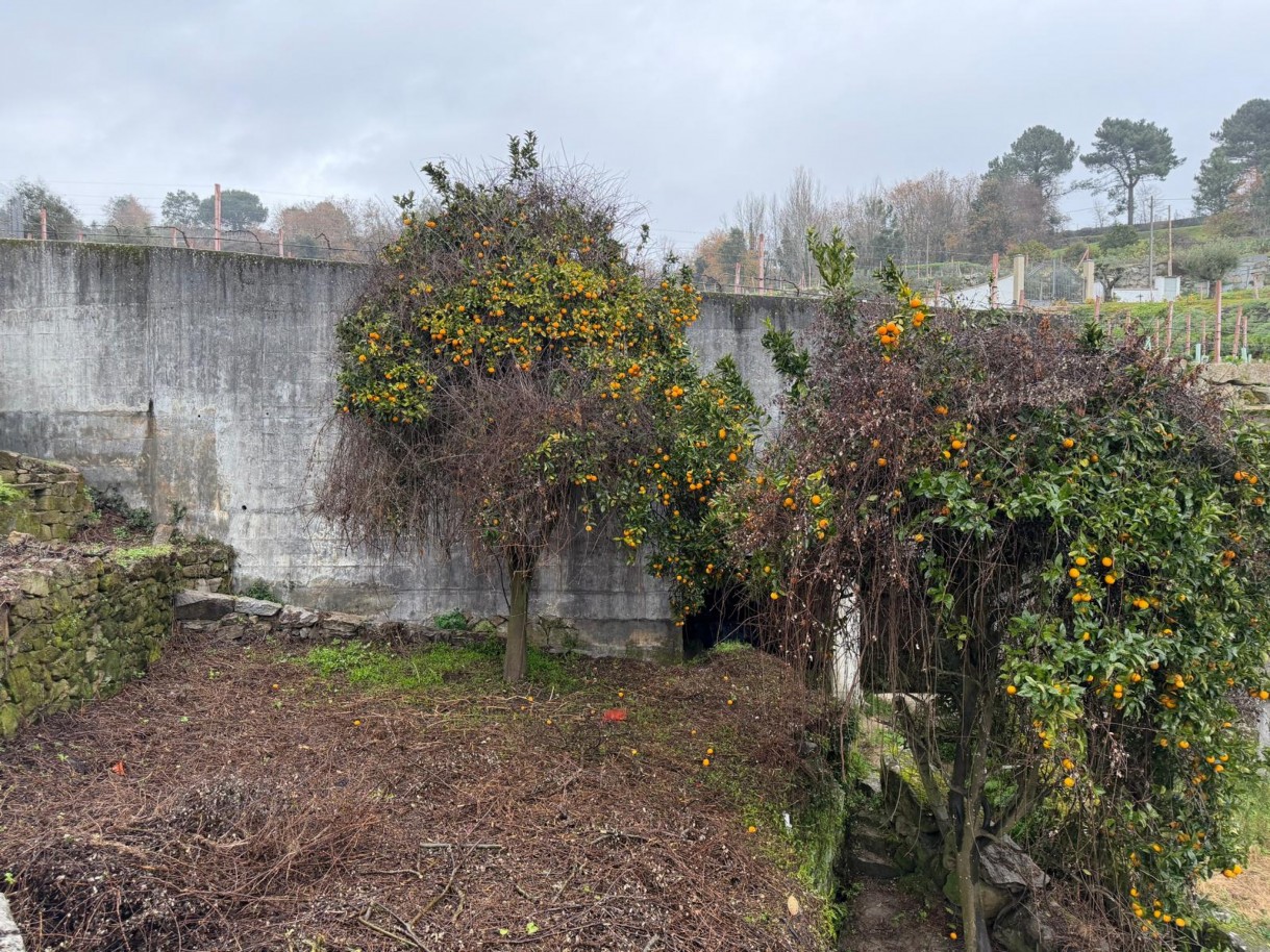 whatsapp-image-2026-01-20-at-1639031jpeg