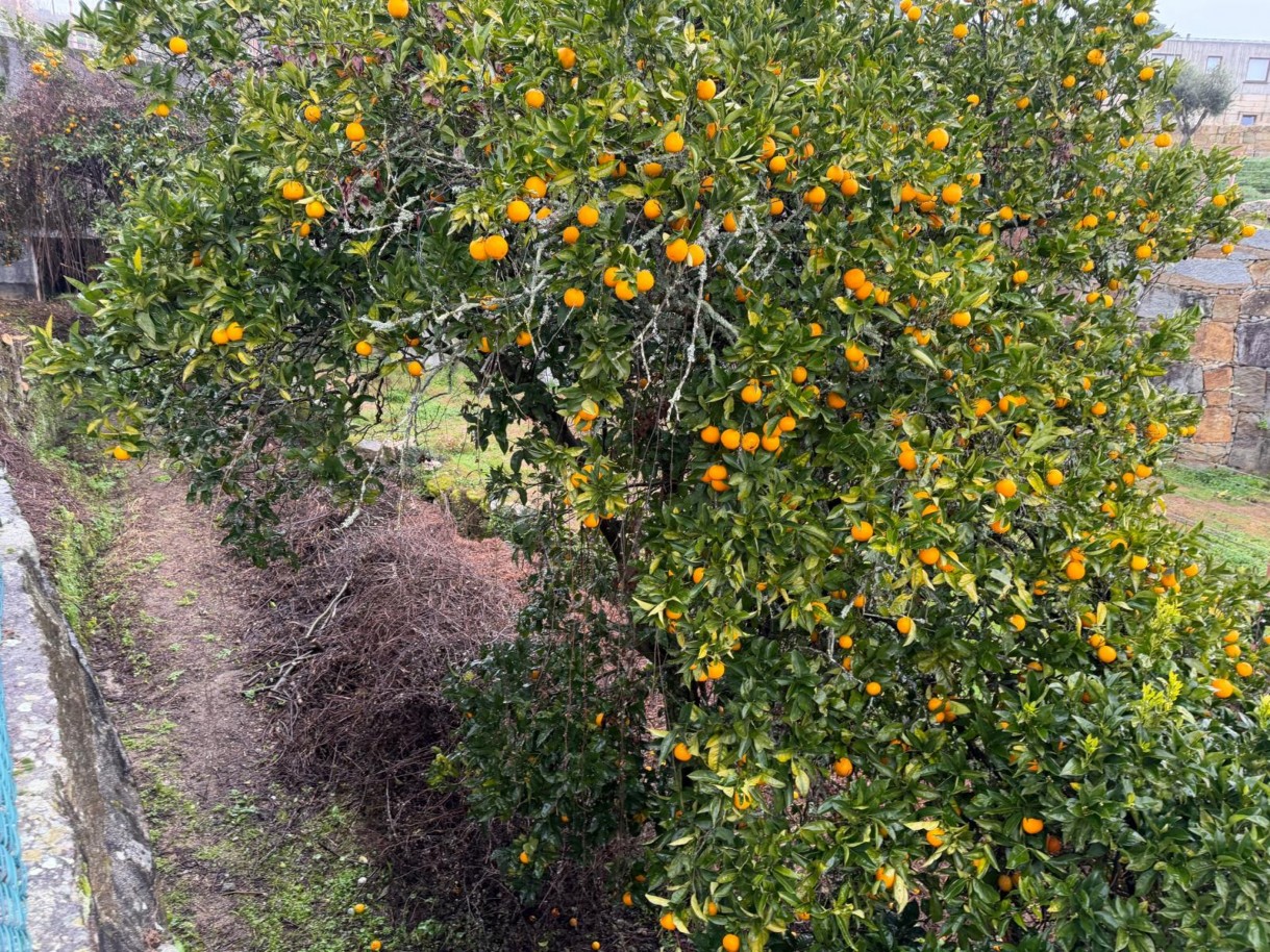 whatsapp-image-2026-01-20-at-1639033jpeg