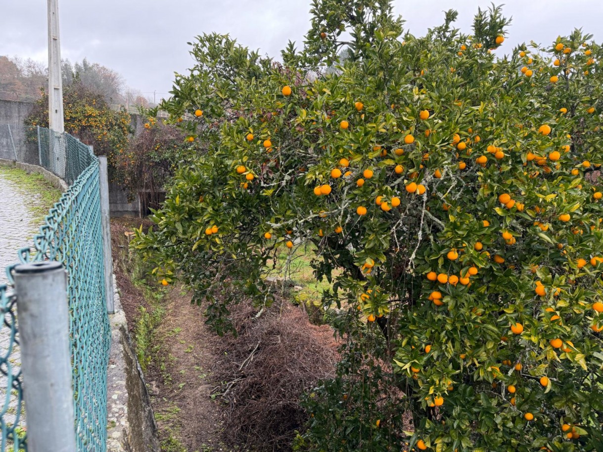 whatsapp-image-2026-01-20-at-1639034jpeg