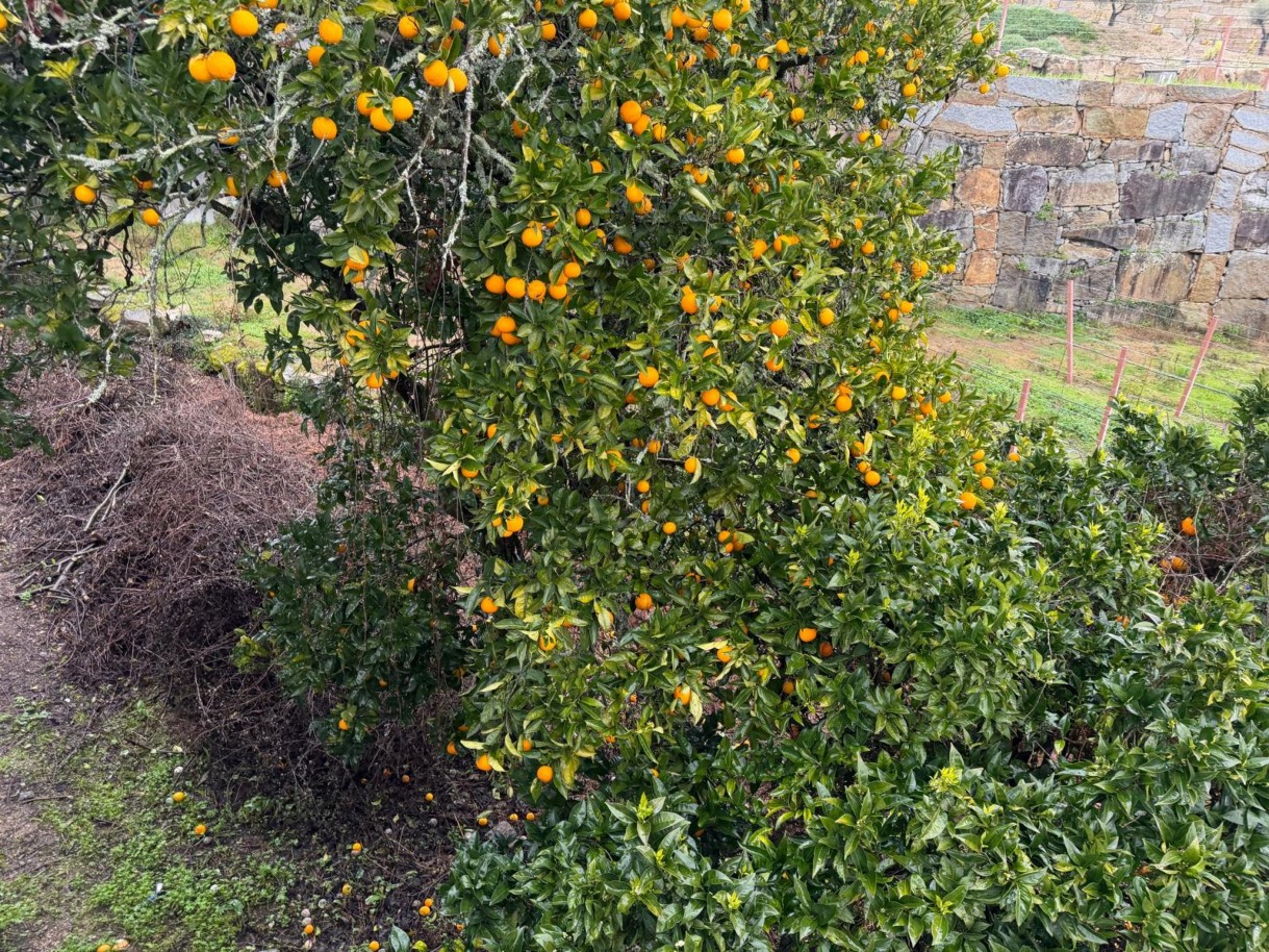 whatsapp-image-2026-01-20-at-1639035jpeg