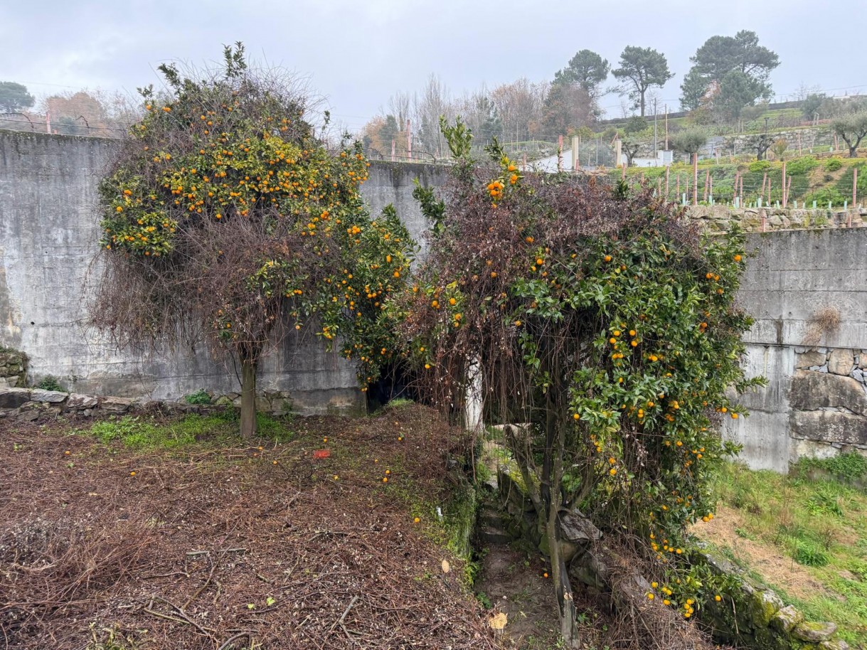 whatsapp-image-2026-01-20-at-163903jpeg