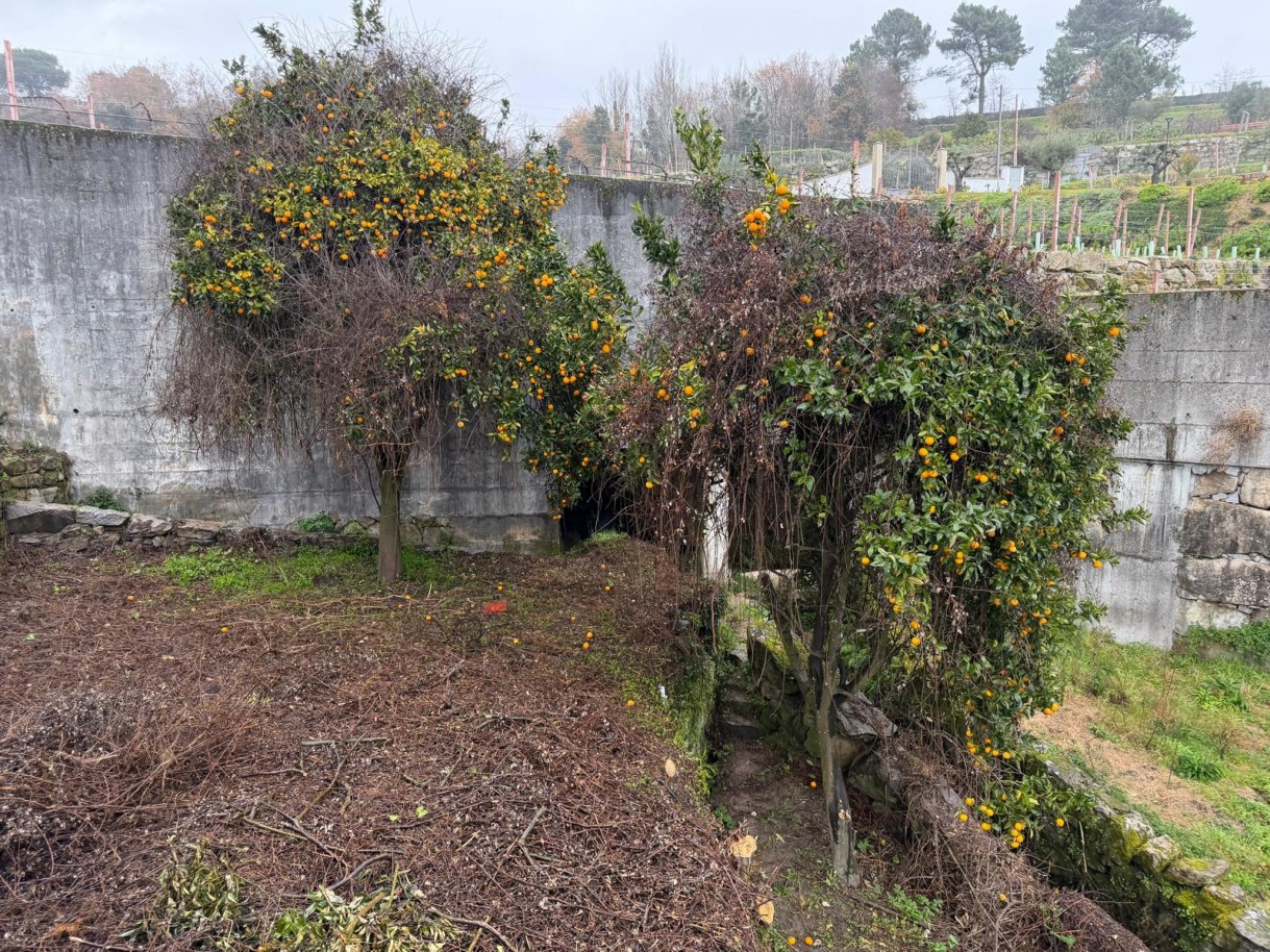 whatsapp-image-2026-01-20-at-1639023jpeg