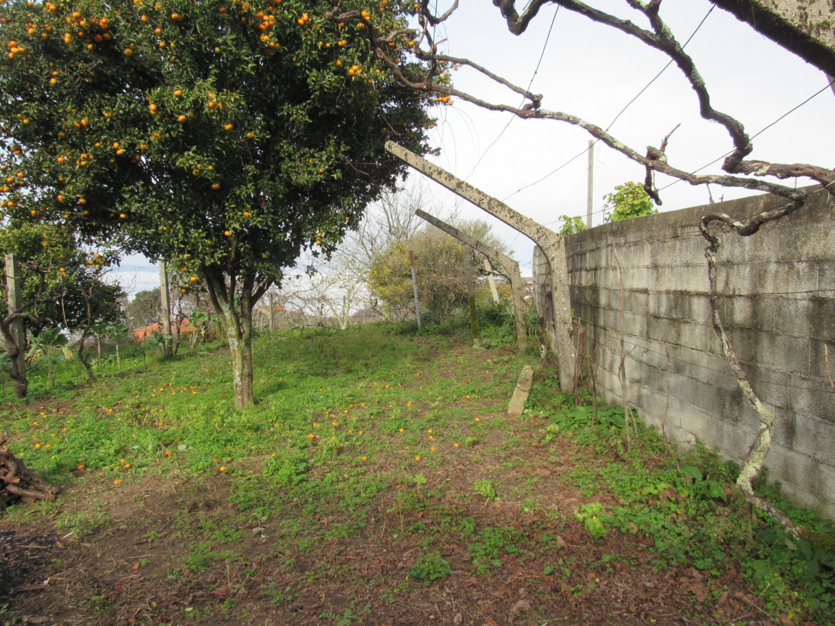 whatsapp-image-2026-01-21-at-163758jpeg