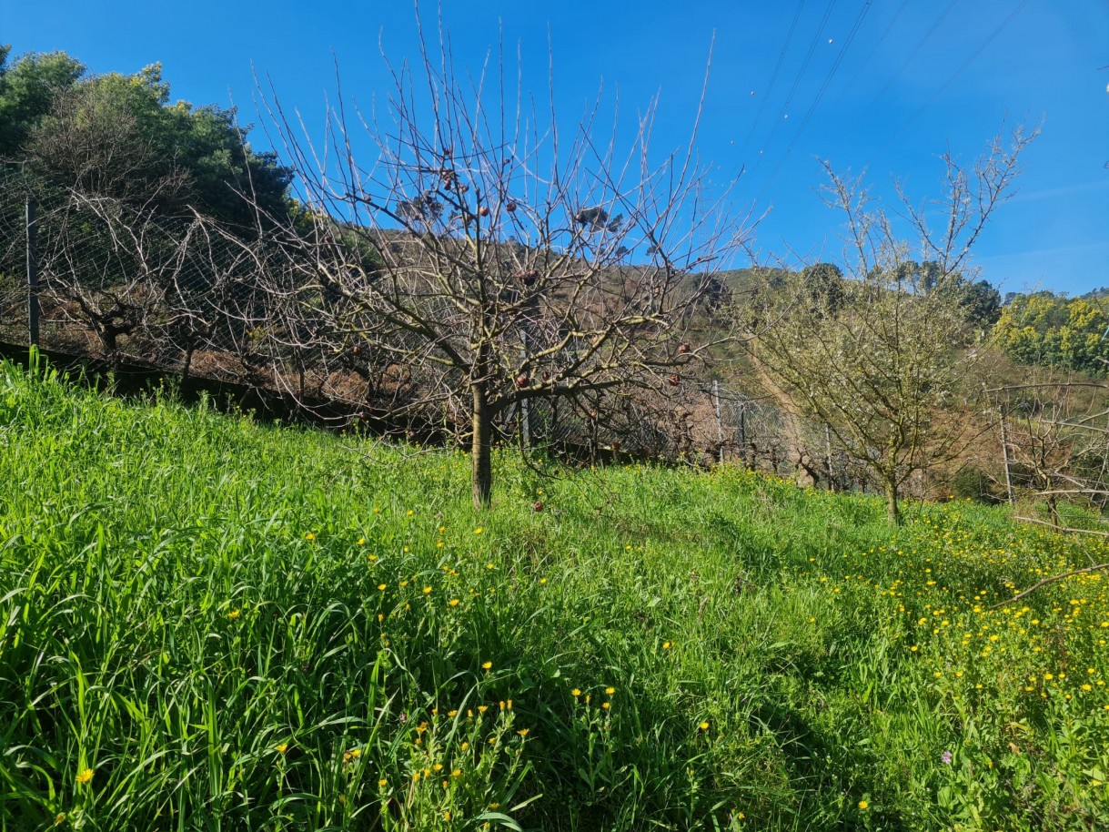 whatsapp-image-2026-02-23-at-113342jpeg