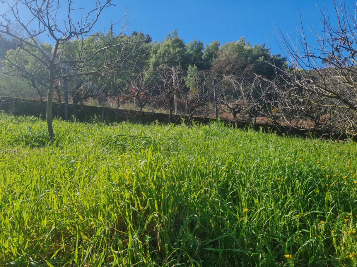 whatsapp-image-2026-02-23-at-113341jpeg