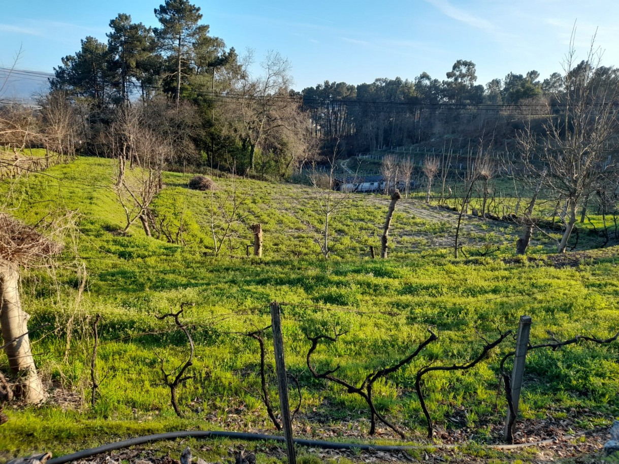 whatsapp-image-2026-03-05-at-111058-2jpeg