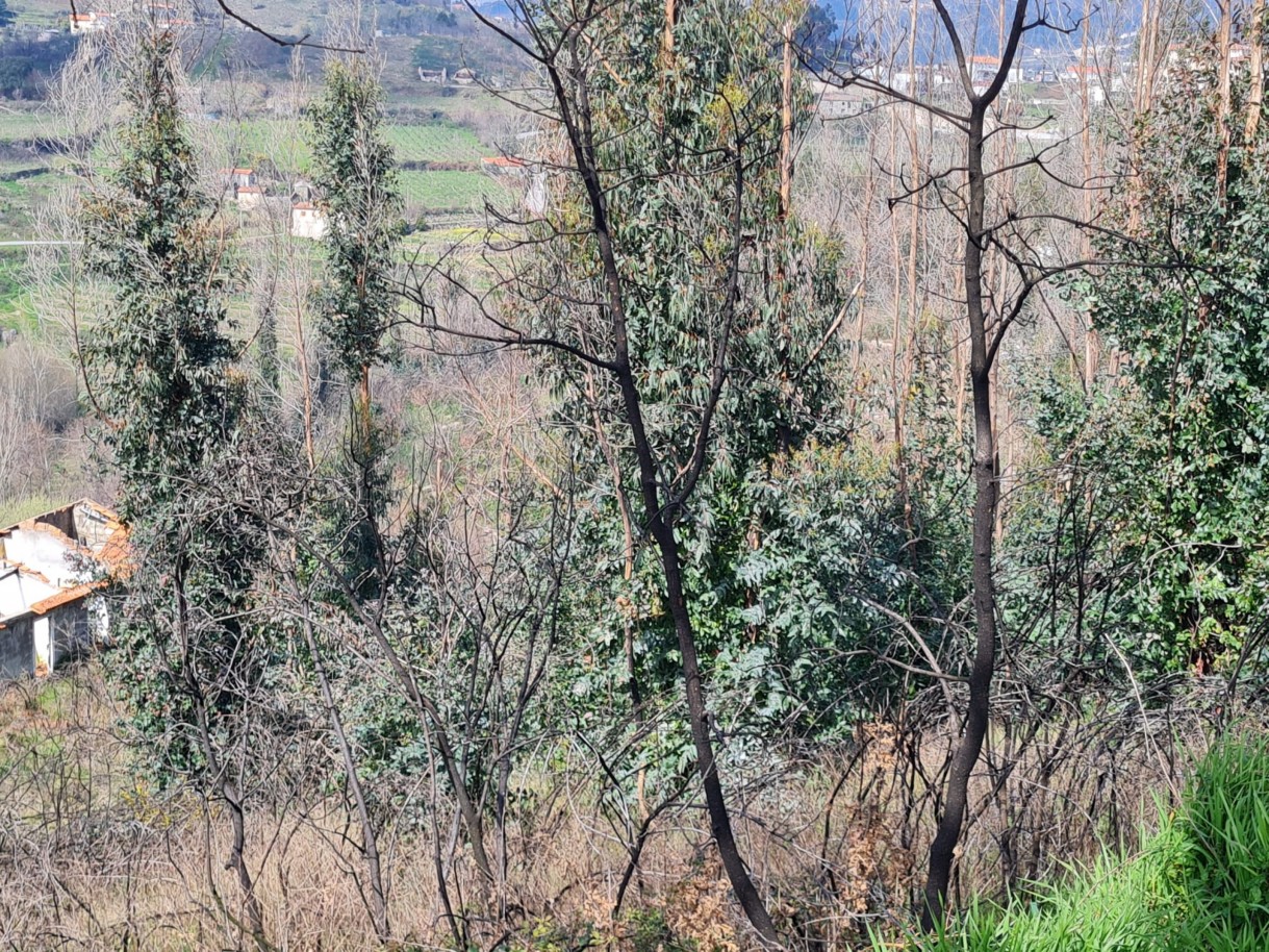 whatsapp-image-2026-03-12-at-132125-2jpeg