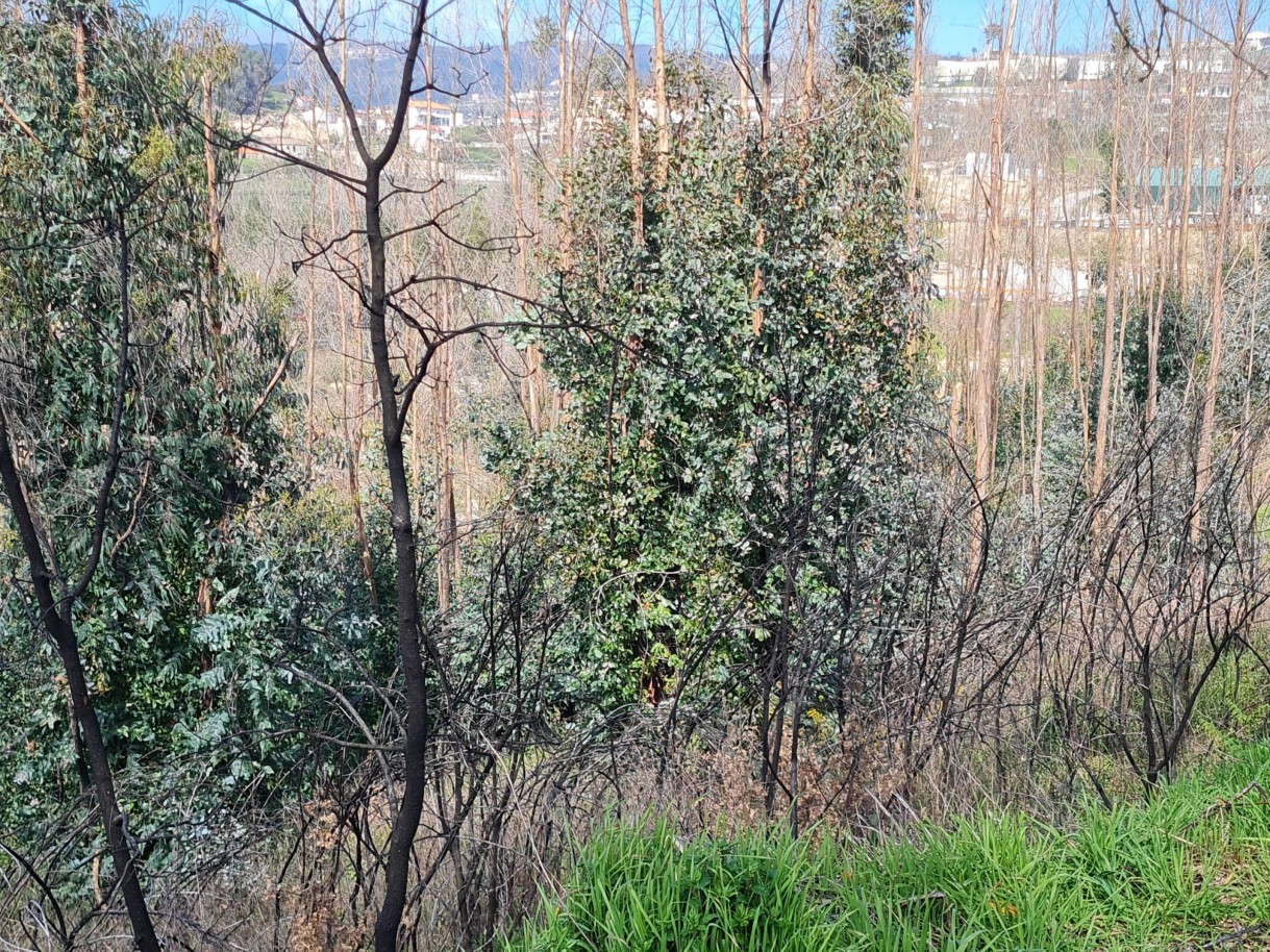 whatsapp-image-2026-03-12-at-132126jpeg