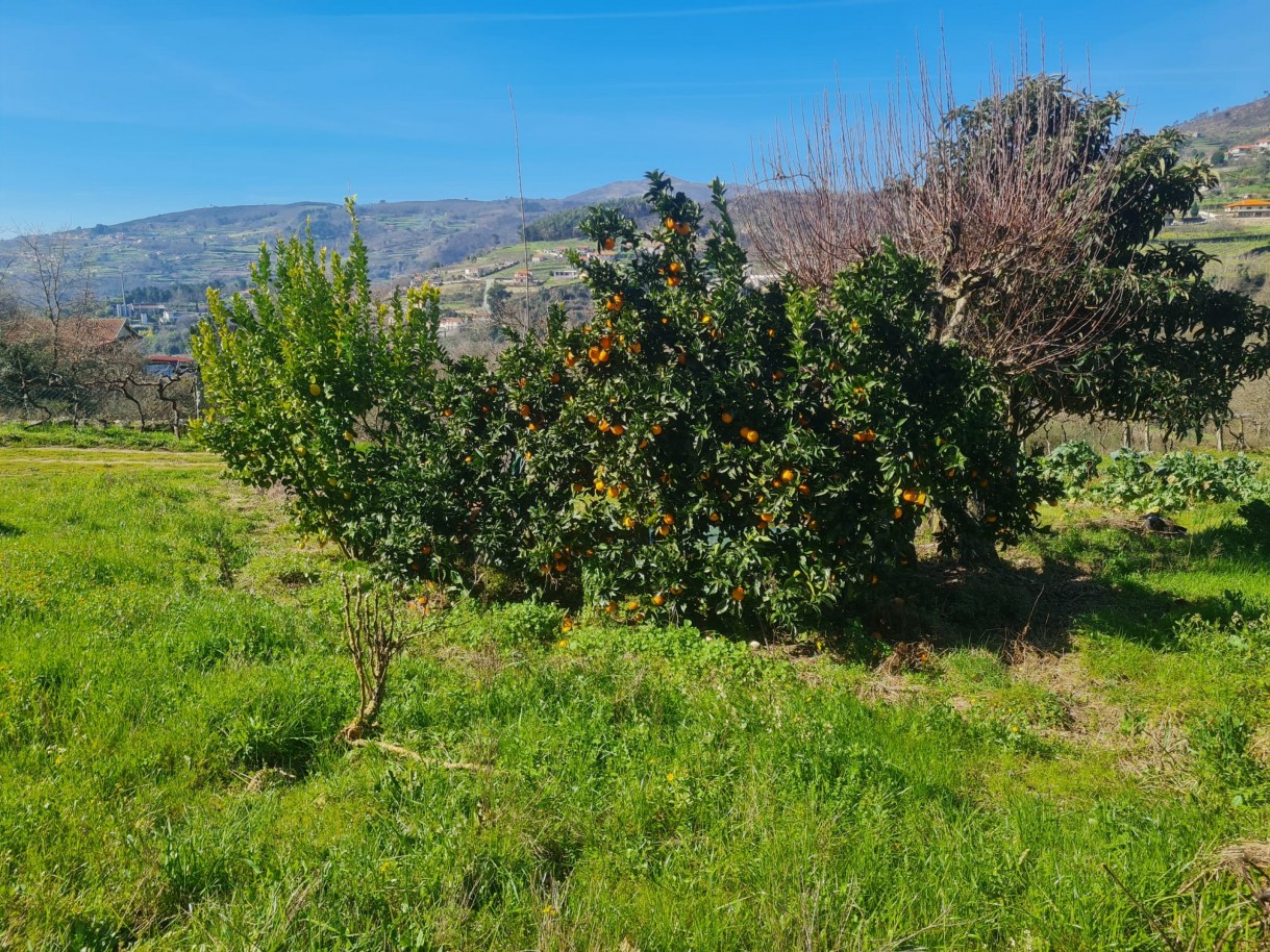 whatsapp-image-2026-03-20-at-111223-5jpeg