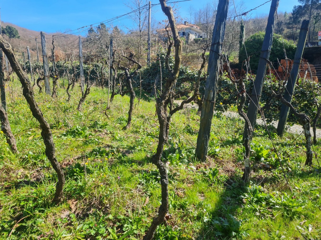 whatsapp-image-2026-03-20-at-111224-2jpeg