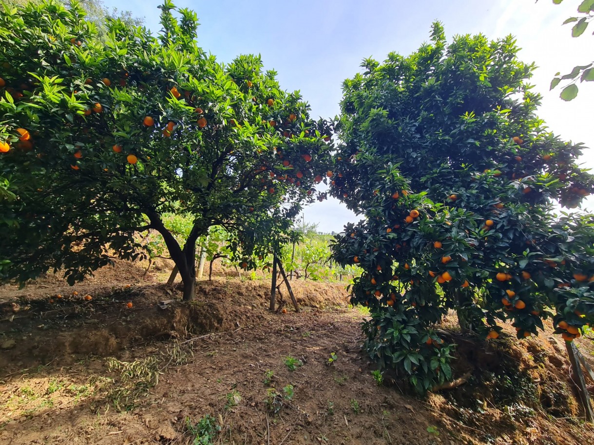 whatsapp-image-2026-04-29-at-154052-3jpeg