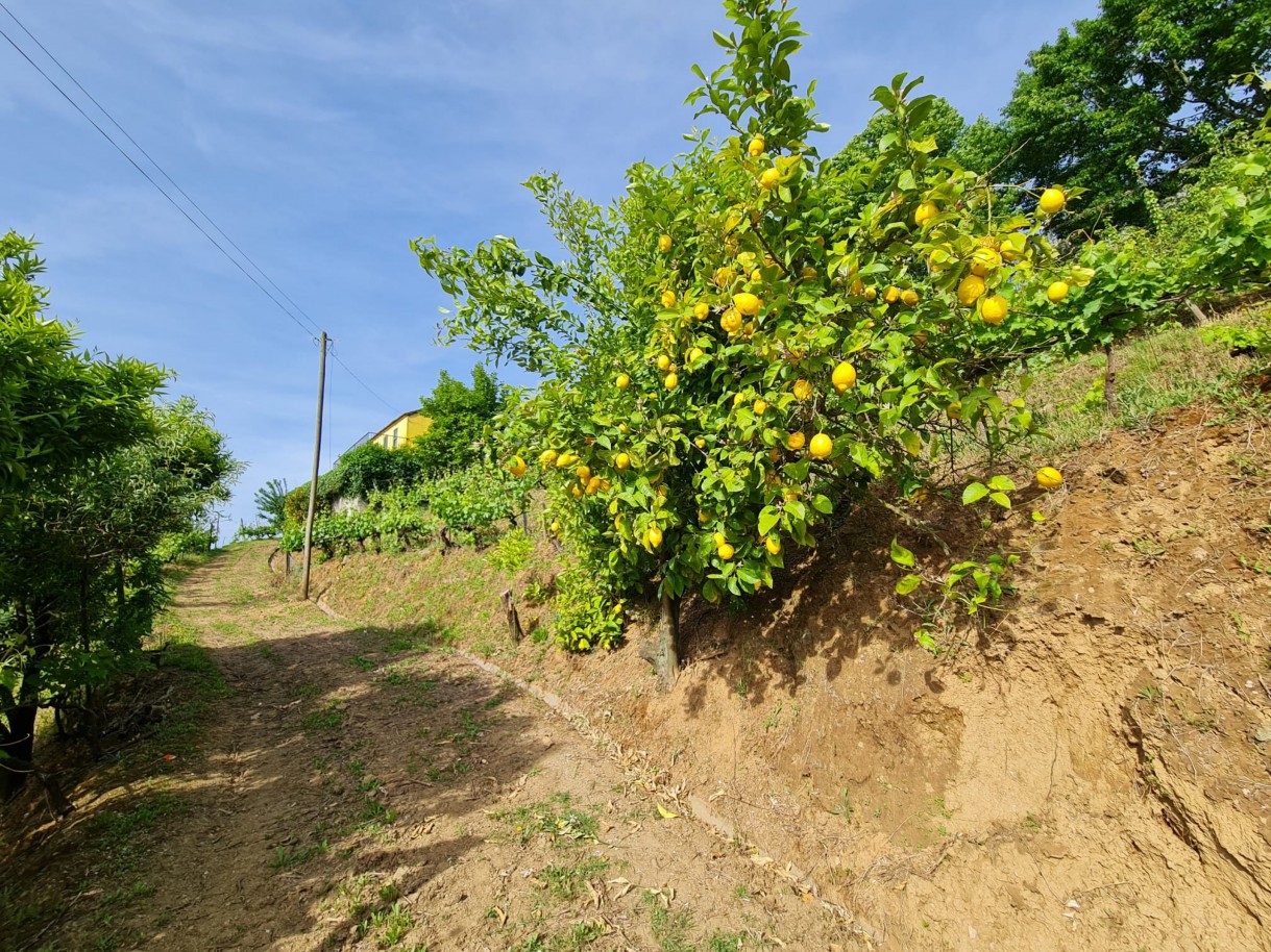 whatsapp-image-2026-04-29-at-154052-5jpeg