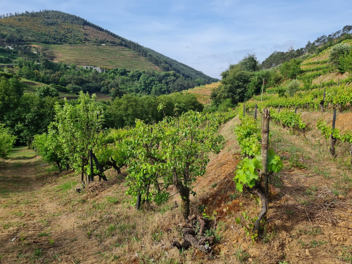 whatsapp-image-2026-04-29-at-154053-5jpeg