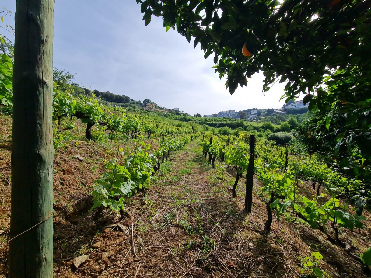 whatsapp-image-2026-04-29-at-154055jpeg